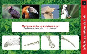 Extraits d'un ensemble de 2 jeux d'observations et de connaissances pour les enfants sur le thème des oiseaux