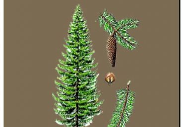 Conception d’un jeu pédagogique « MULTIFONCTION DE LA FORÊT »